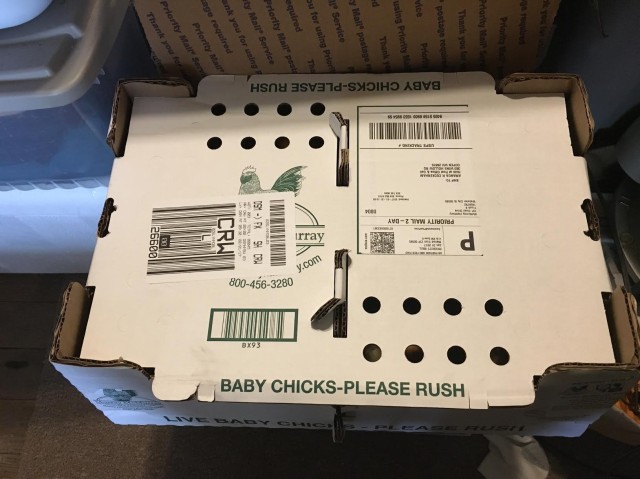 chick-box