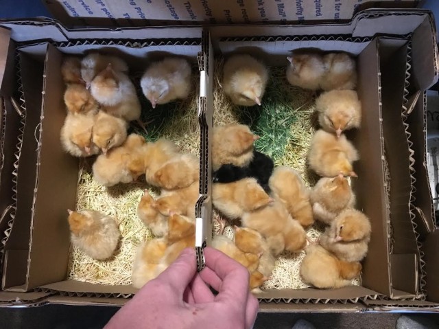 chick-in-box
