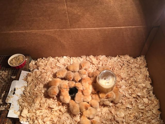chicks-in-brooder