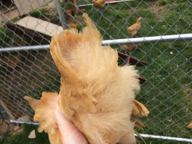 Tail - pullet